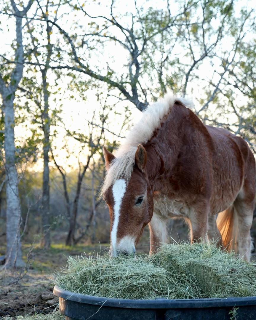 Luna - rescued horse